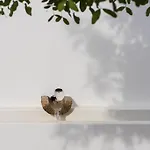 カントリーハウス Pensao Agricola