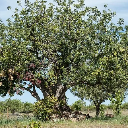 Lantställe Pensao Agricola