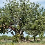 Летний дом Pensao Agricola